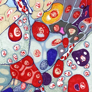 2. Hypophysis, pen on paper, 6"x6" (2008)