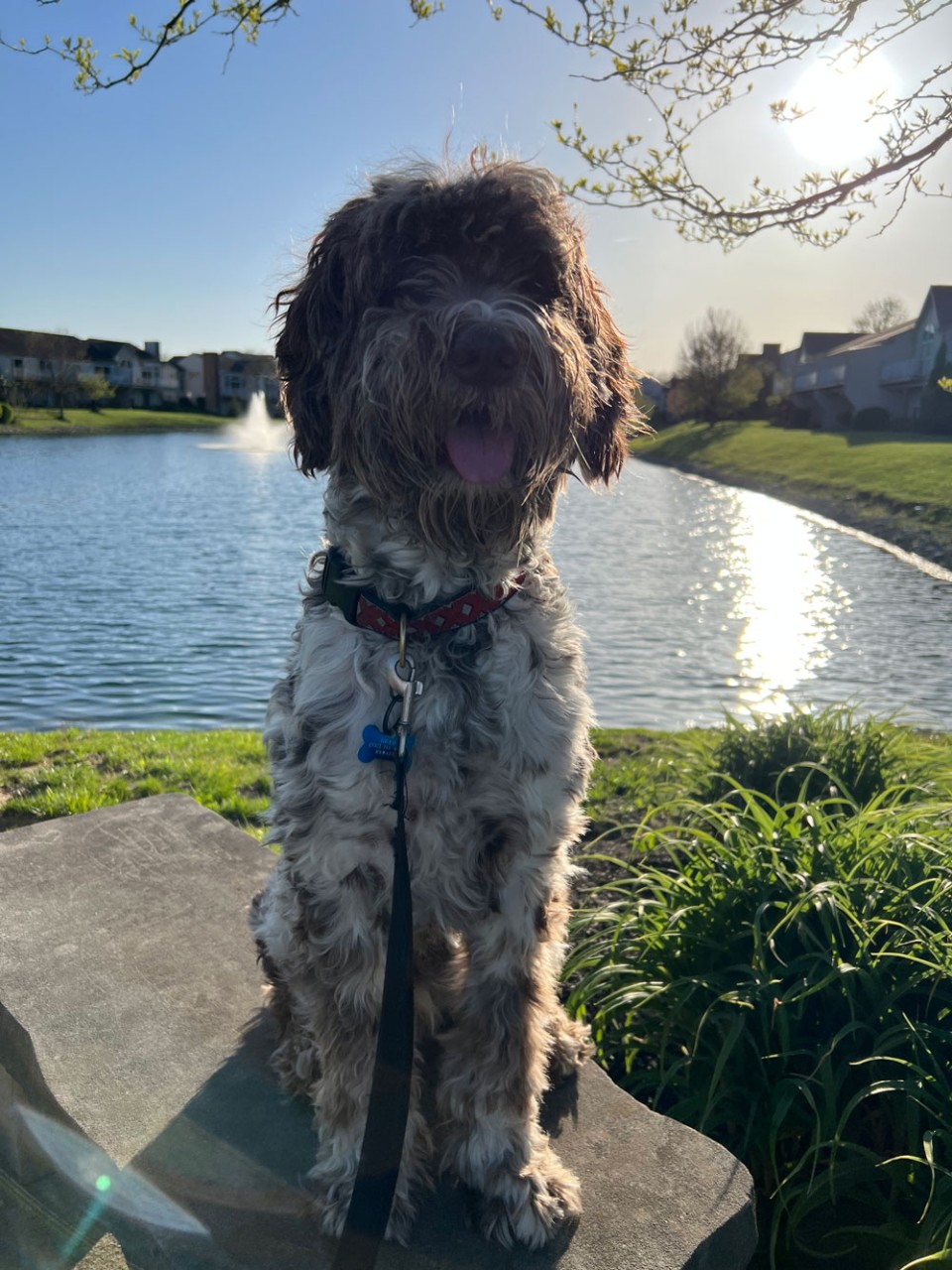 dog in front of lake